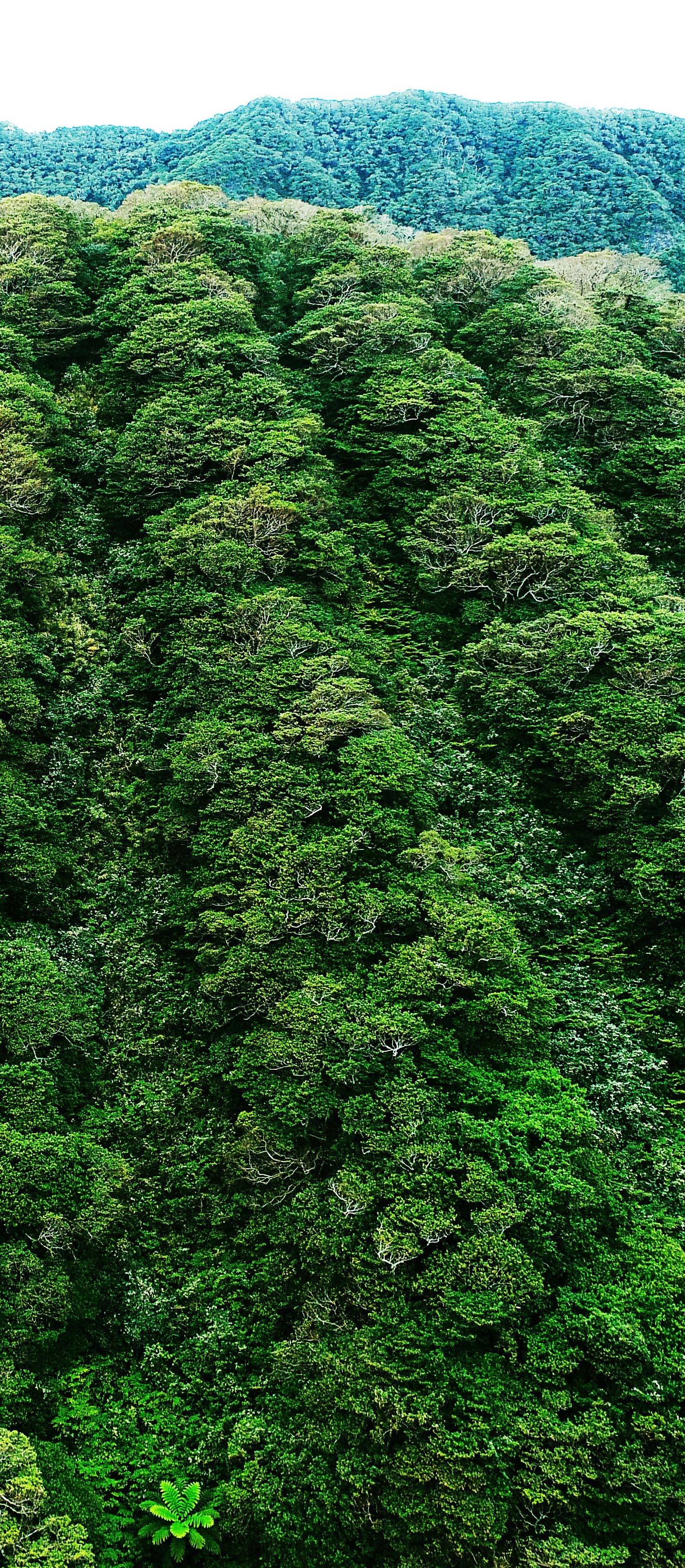 aogashima-tokyo11